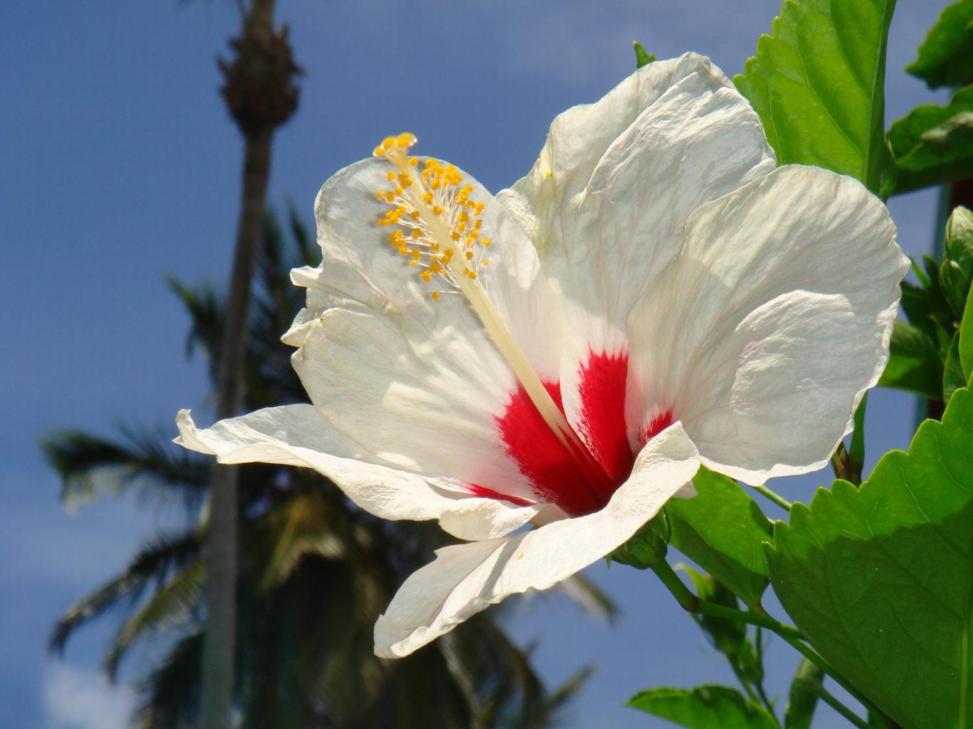 Hotel Playa Colibri Las Terrenas Zewnętrze zdjęcie